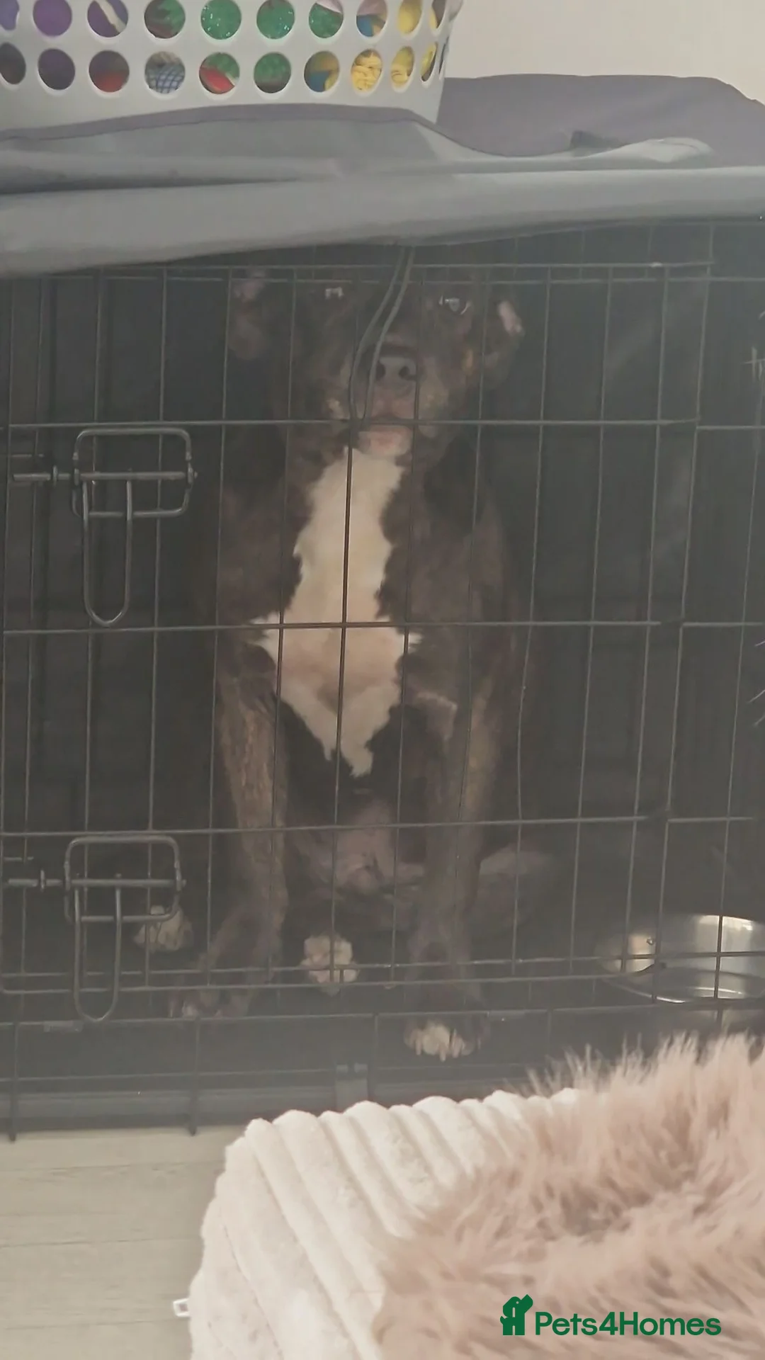 Staffordshire Bull Terrier dogs for sale: PASHA BABY in London - Advert 2