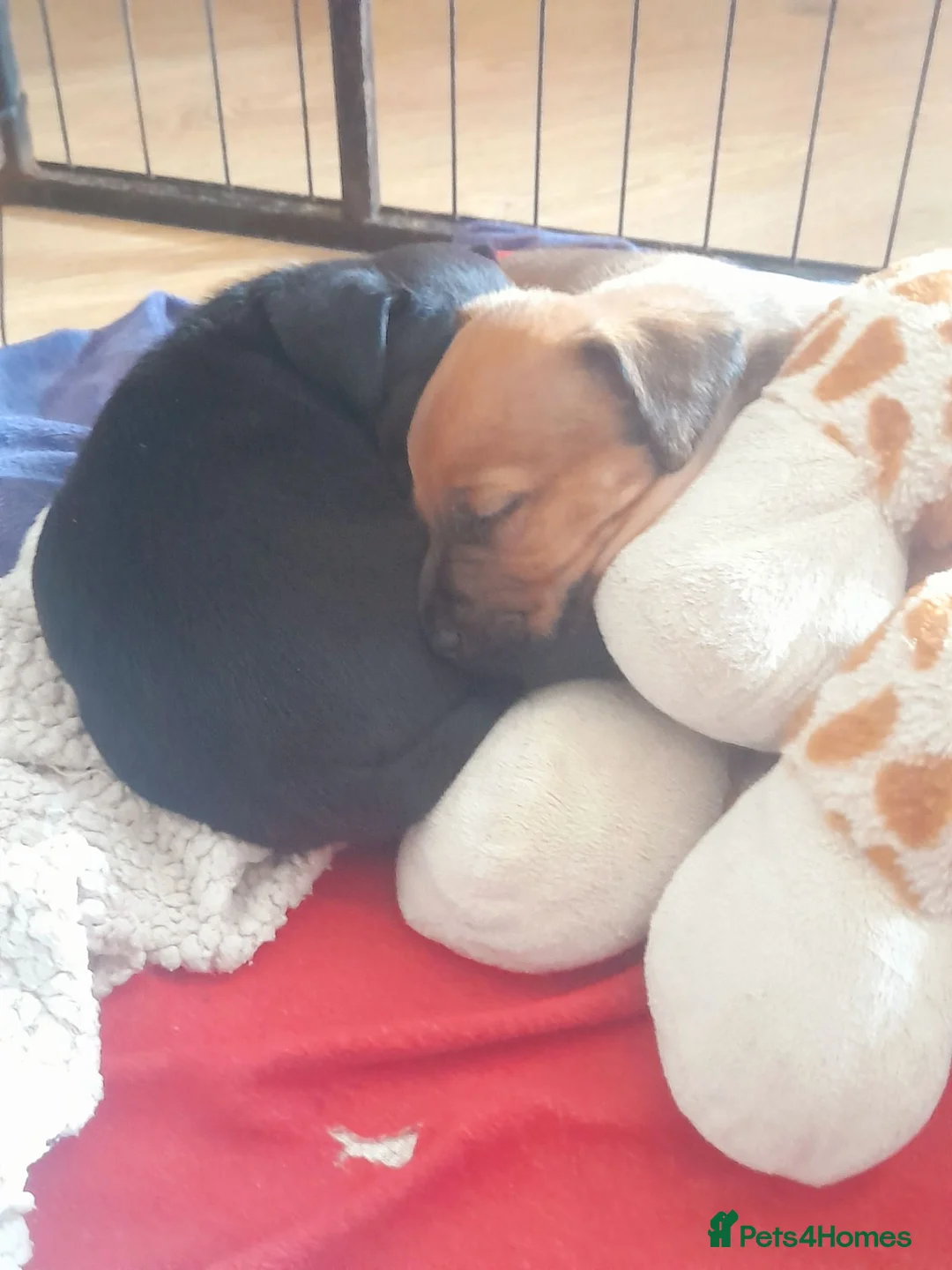 Mixed Breed dogs for stud: Remarkable stud  - Advert 2
