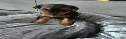 Yorkshire Terrier dogs for sale: 💕Beautiful Yorkshire Terrier Puppies 💕 - Advert 17