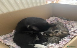 British Shorthair cats for sale: 4 beautiful kittens - Image 17