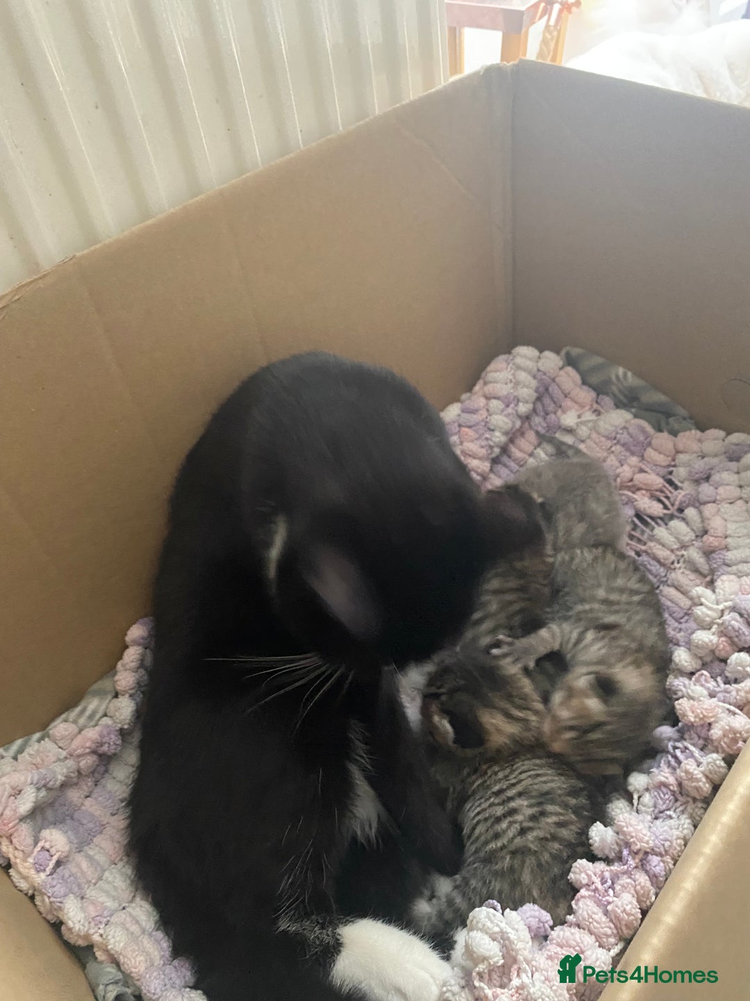 British Shorthair cats for sale: 4 beautiful kittens - Image 17