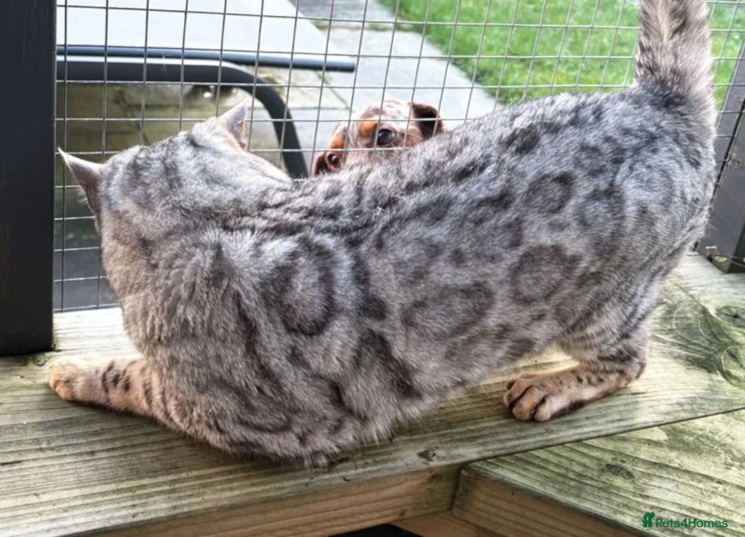 Bengal cats for stud: Sittingpretty Snazzy McJazzy - Advert 2