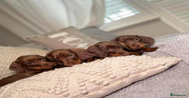 Miniature Dachshund dogs - Advert 15