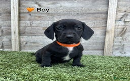 Mixed Breed dogs for sale: Top Quality F1 Docker Puppies - Image 15