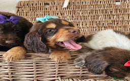 Cocker Spaniel dogs for sale: Ready this Thursday vet checked  - Image 14