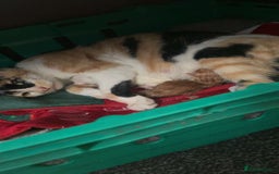 Mixed Breed cats for sale: 9 amazing kittens for rehoming (free) - Image 10