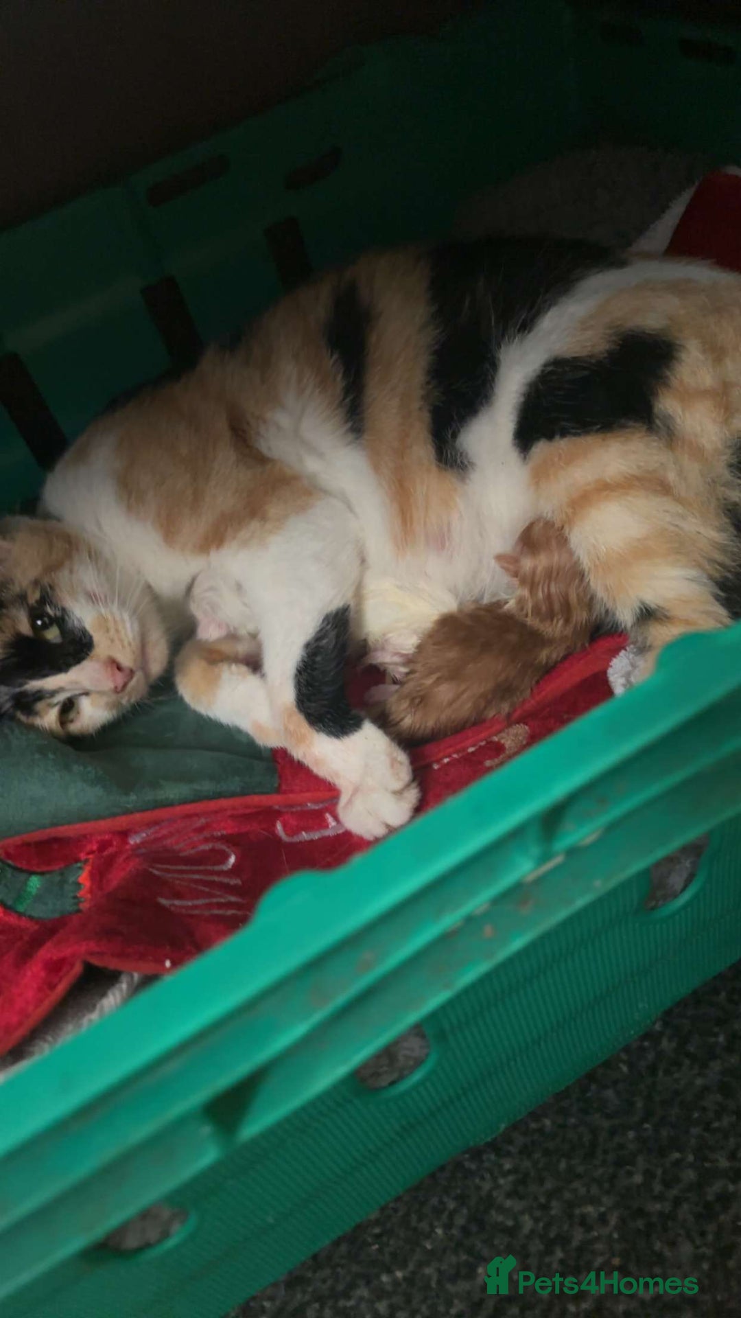 Mixed Breed cats for sale: 9 amazing kittens for rehoming (free) - Image 10