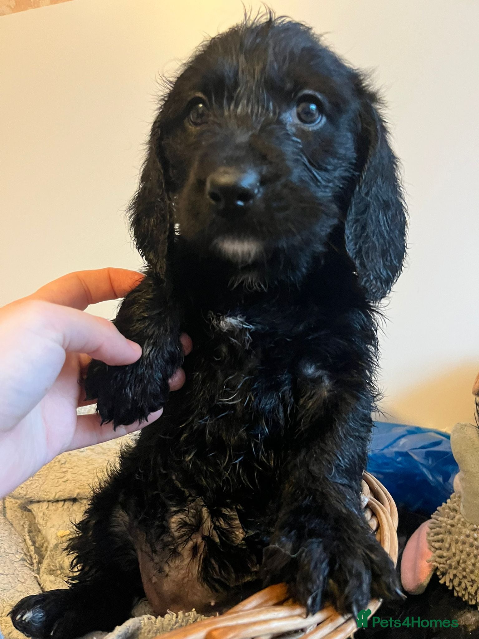 Mixed Breed dogs Beautiful bassoodle pups - Advert 4