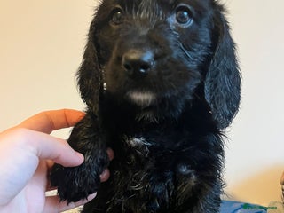 Mixed Breed dogs Beautiful bassoodle pups - Advert 4