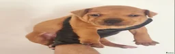 Staffordshire Bull Terrier dogs for sale: Red staffy puppys  - Advert 29