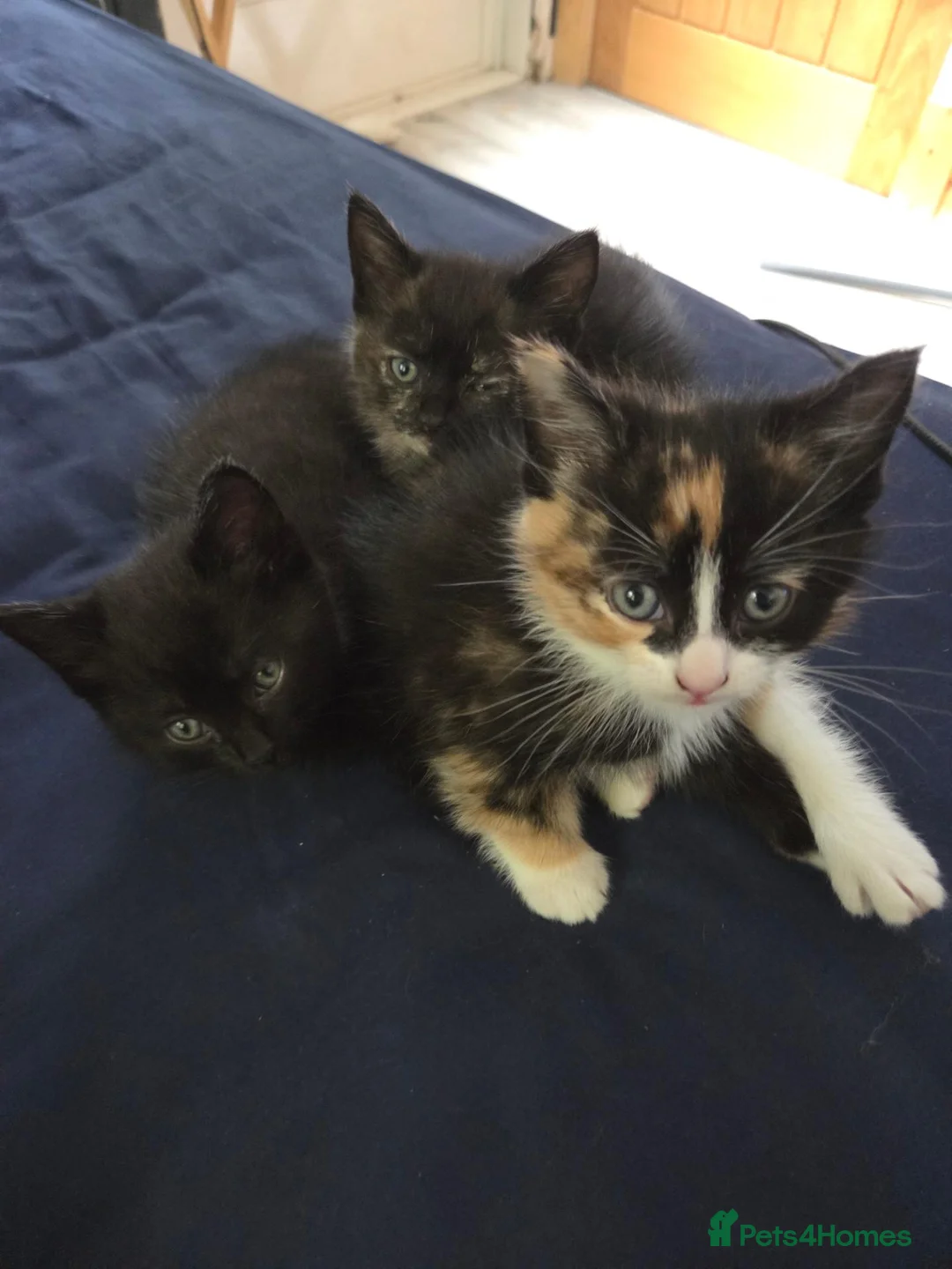 Mixed Breed cats for sale: 3 Fluffy Female Kittens For Sale - Advert 15