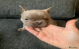 French Bulldog dogs for sale: 4 French bull dogs puppies  - Image 18