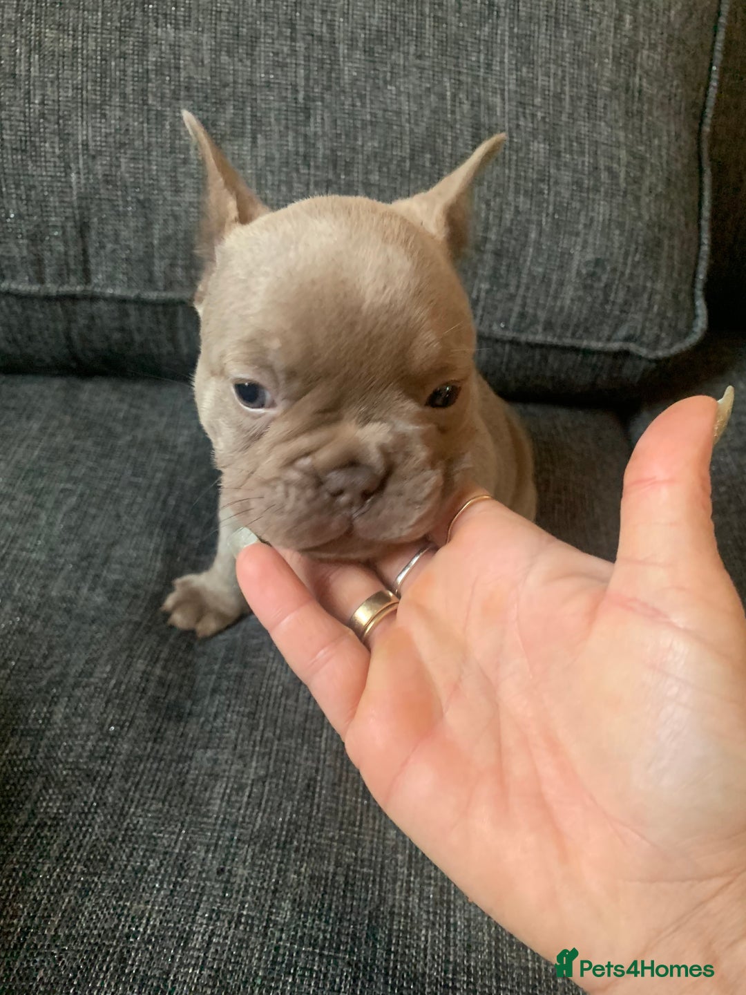 French Bulldog dogs for sale: 4 French bull dogs puppies  - Image 18