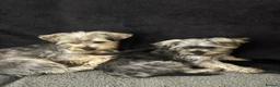 Yorkshire Terrier dogs for sale: Yorkshire terrier - Advert 2