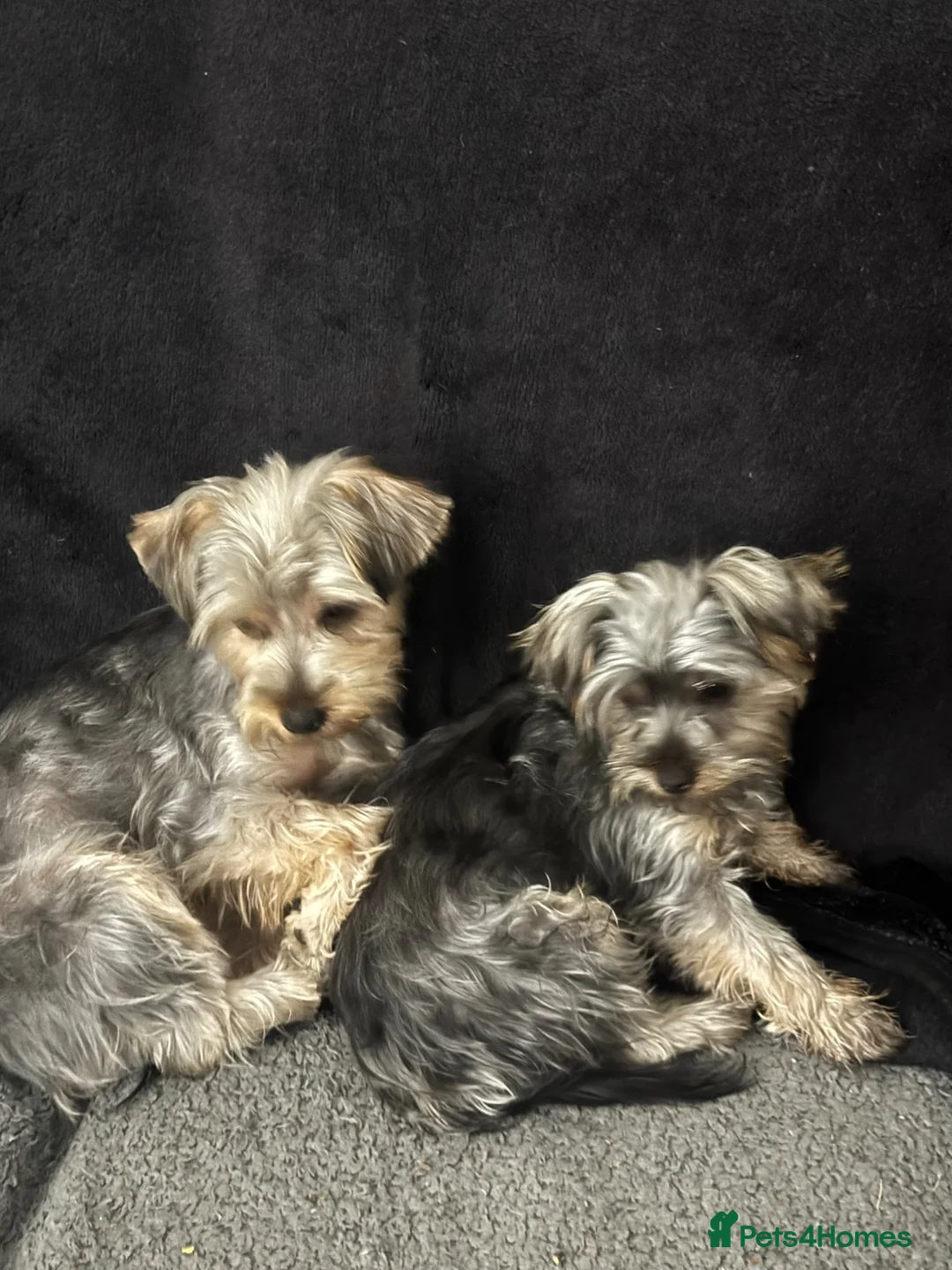 Yorkshire Terrier dogs for sale: Yorkshire terrier - Advert 2