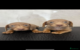 Dachshund dogs for stud: Kc studs available 💥both proven  in Bilston - Image 14
