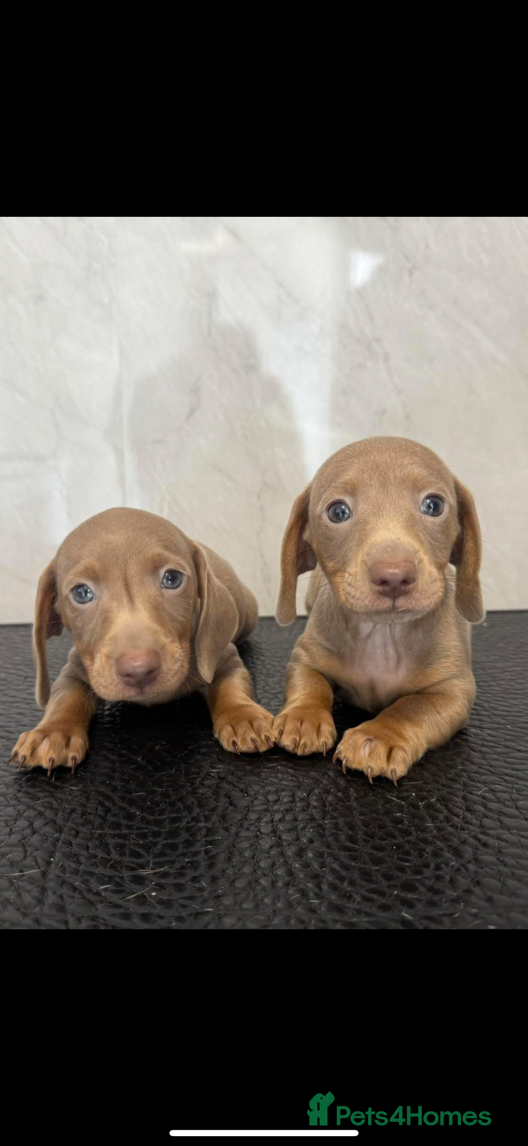 Dachshund dogs for stud: Kc studs available 💥both proven  in Bilston - Image 14