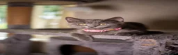 British Shorthair cats for sale: British shorthair kittens  - Advert 14