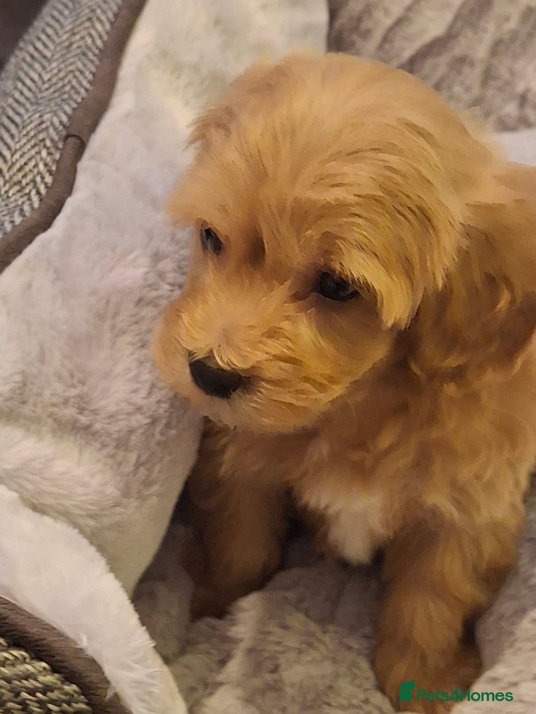 Mixed Breed dogs for sale: 6 red maltipoos - Advert 8