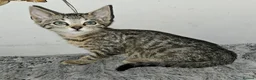 Bengal cats for sale: Bengal mix - Advert 7