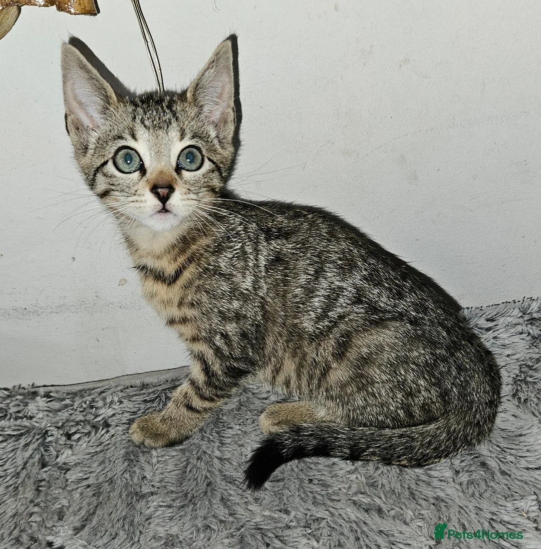 Bengal cats for sale: Bengal mix - Advert 7