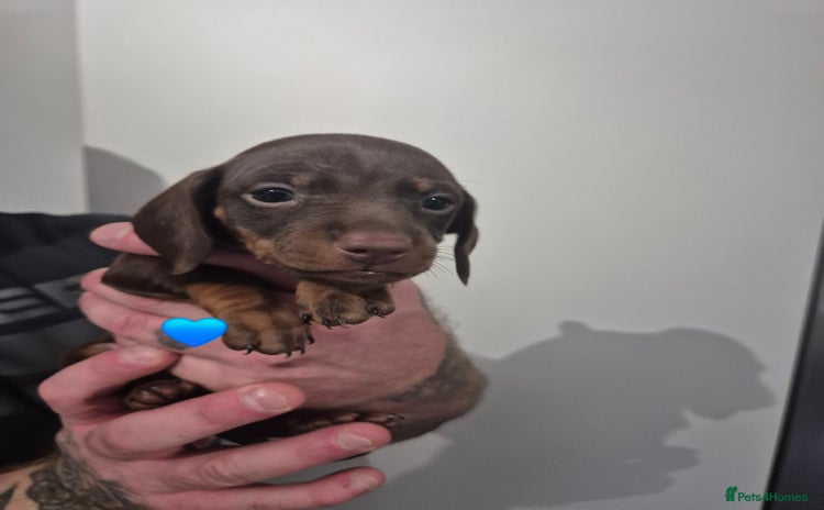 Miniature Dachshund dogs Looking for their forever 🏡 - Advert 10