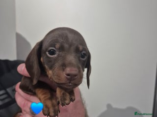 Miniature Dachshund dogs Looking for their forever 🏡 - Advert 5