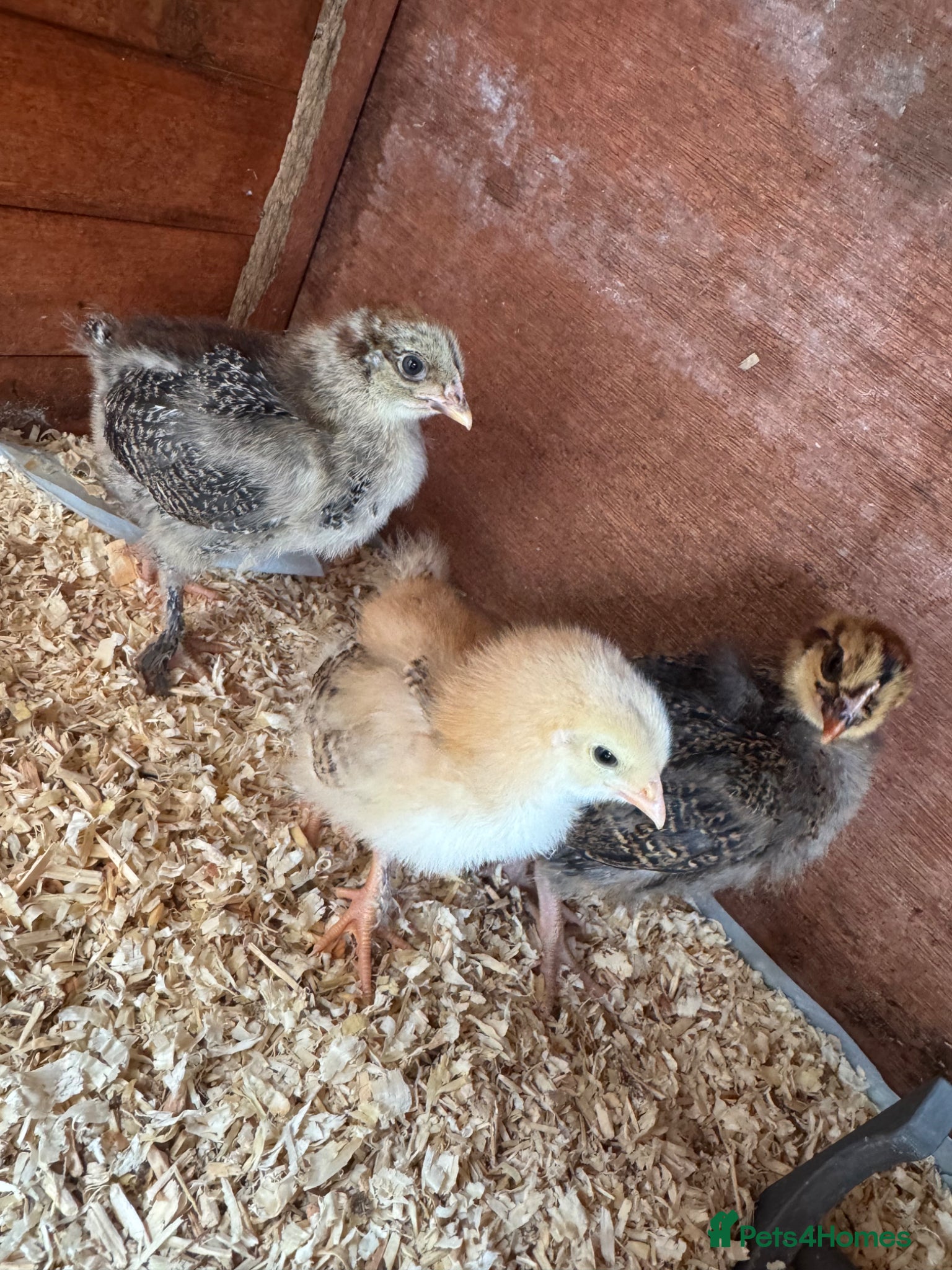 Chickens poultry Brahma X & cream crested legbar chicks READY NOW - Advert 8
