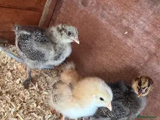 Chickens poultry Brahma X & cream crested legbar chicks READY NOW - Advert 8