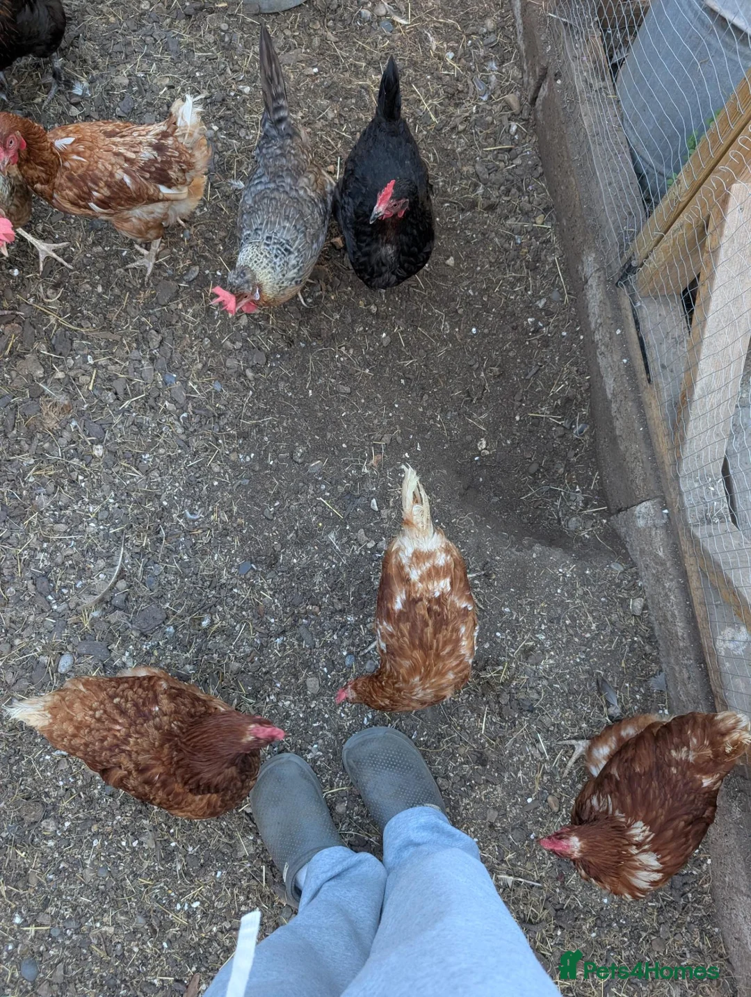 Chickens poultry for sale: Chickens pekin bantam and goldline  - Advert 6