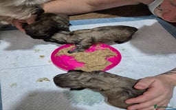 Mixed Breed dogs for sale: Chubby beautiful puppies - Image 8