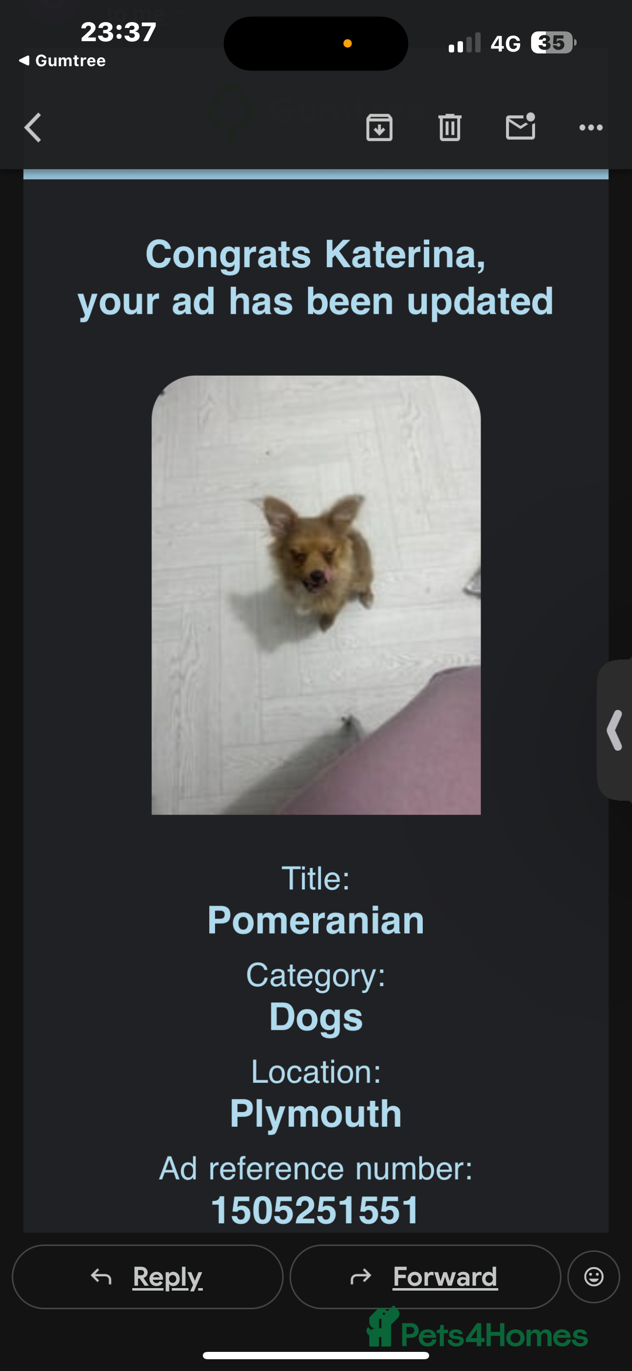 Pomeranian dogs Pomerian  - Advert 5