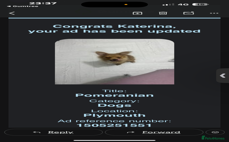 Pomeranian dogs - Advert 2