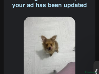 Pomeranian dogs - Advert 2