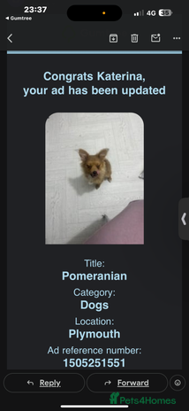 Pomeranian dogs - Advert 2