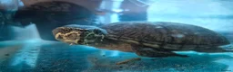 Turtle reptiles for sale: MUSK TURTLE FOR SALE FEMALE 5 YEAR OLD in Preston - Advert 7