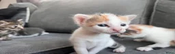 Mixed Breed cats for sale: 5 gorgeous kittens  in Westbury - Advert 3