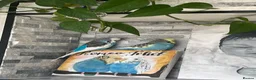 Budgerigars birds for sale: 2 budgies for sale ( Romeo + Juliet)  - Advert 3
