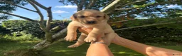 Goldador dogs for sale: Golden Retriever Labrador Puppies - Advert 18