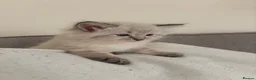Mixed Breed cats for sale: Ragdoll Siberian Neva Masquerade Kittens - Advert 17
