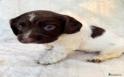 Sprocker dogs for sale: Gorgeous Homebred Sprocker Puppies - Image 2