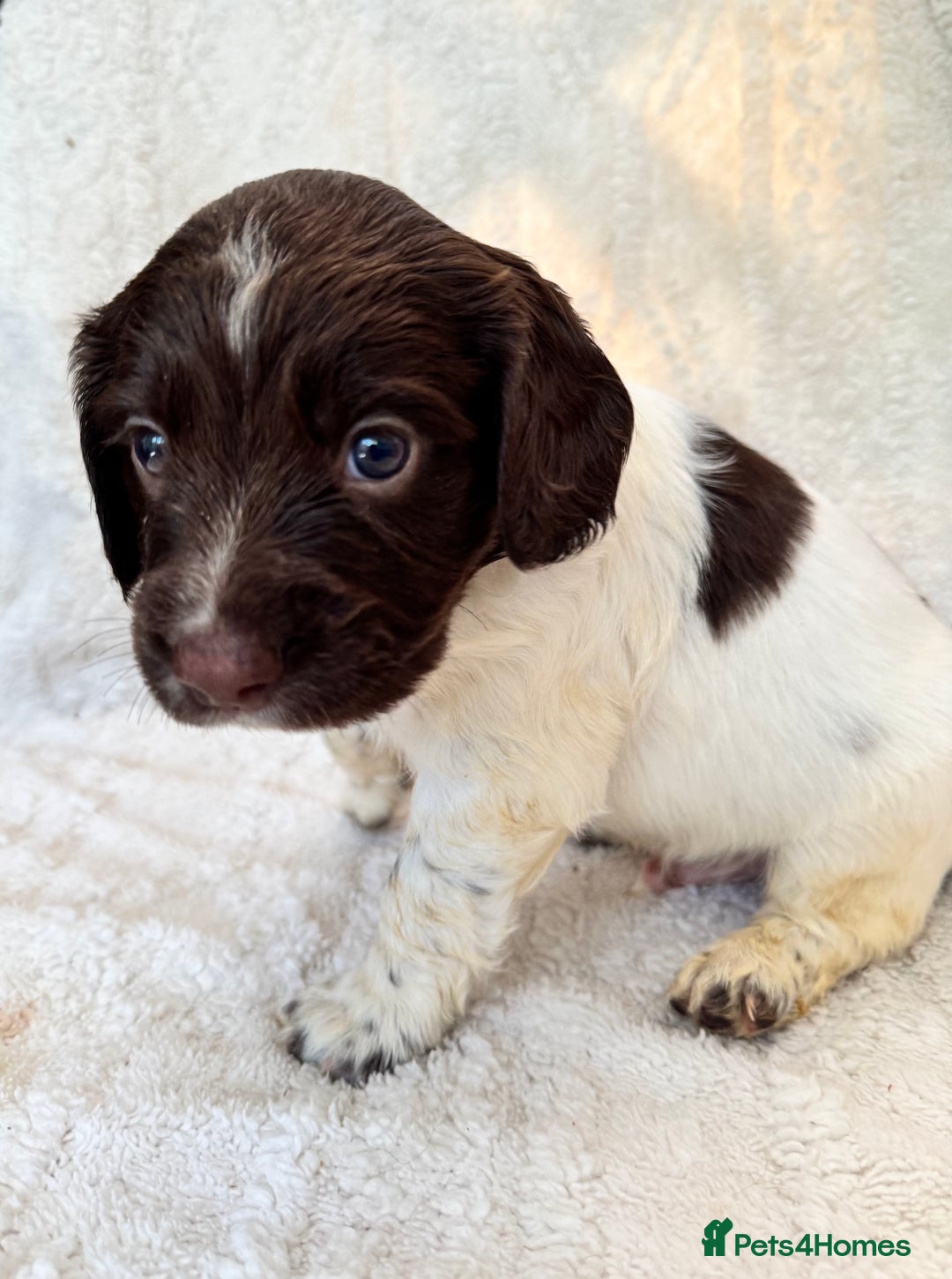 Sprocker dogs for sale: Gorgeous Homebred Sprocker Puppies - Image 2