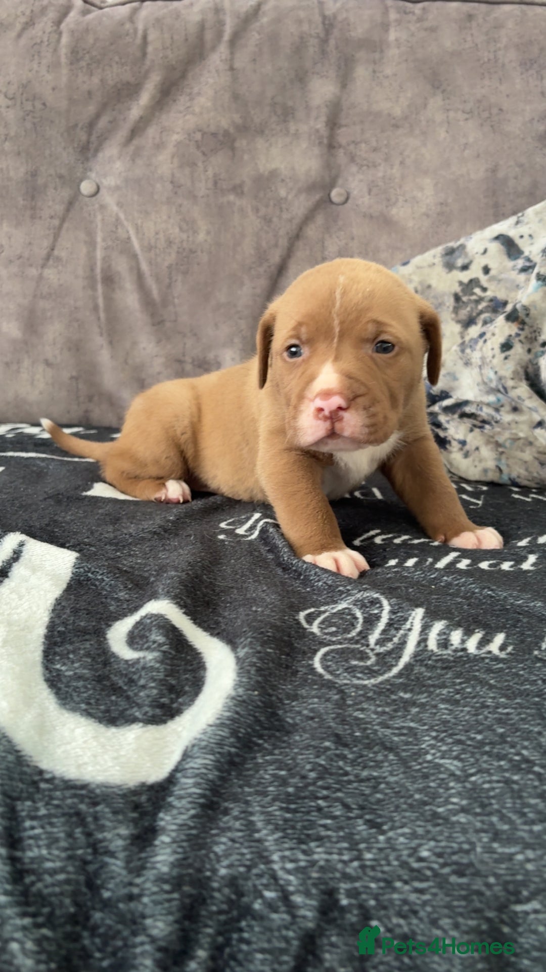 Mixed Breed dogs for sale: Both ready to leave now!   - Image 16