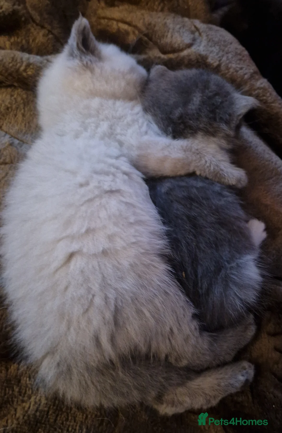 Persian cats for sale: Persian Kittens - Advert 7