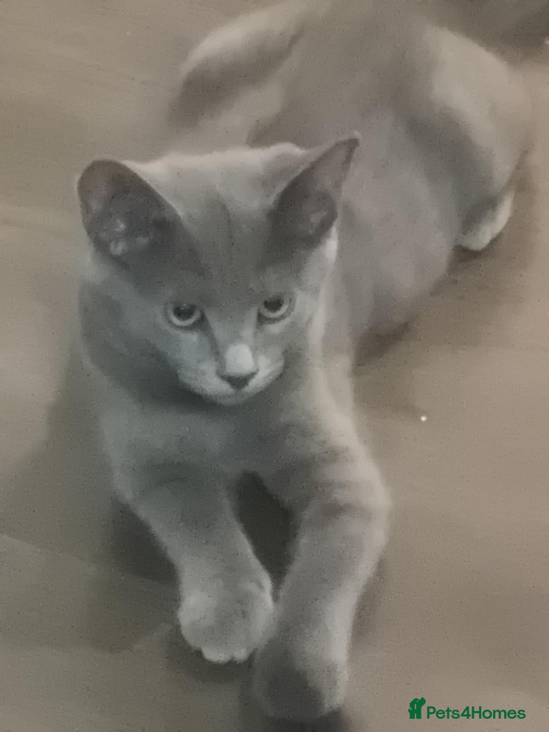 Maine Coon cats for sale: Maine Coon Kittens READY NOW parents not registere - Image 3