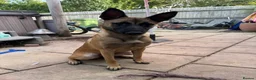 Belgian Shepherd Dog dogs for sale: Belgian mals  - Advert 5