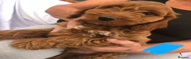 Cockapoo 3