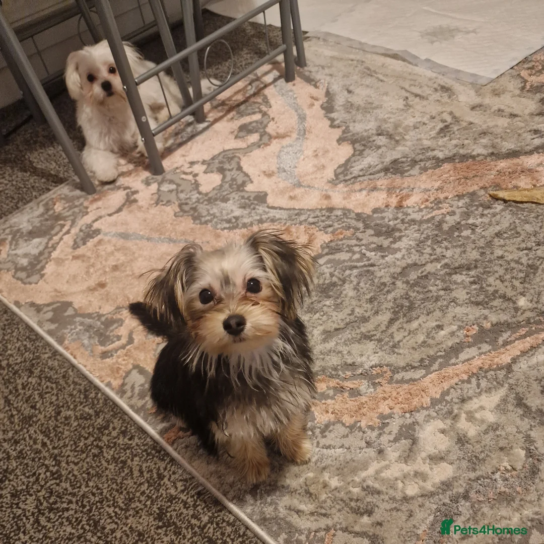 Mixed Breed dogs for sale: Mixed breed - Advert 1