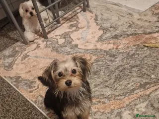 Mixed Breed dogs Mixed breed in Crewe - Advert 2