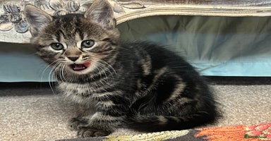 British Shorthair cats - Advert 3